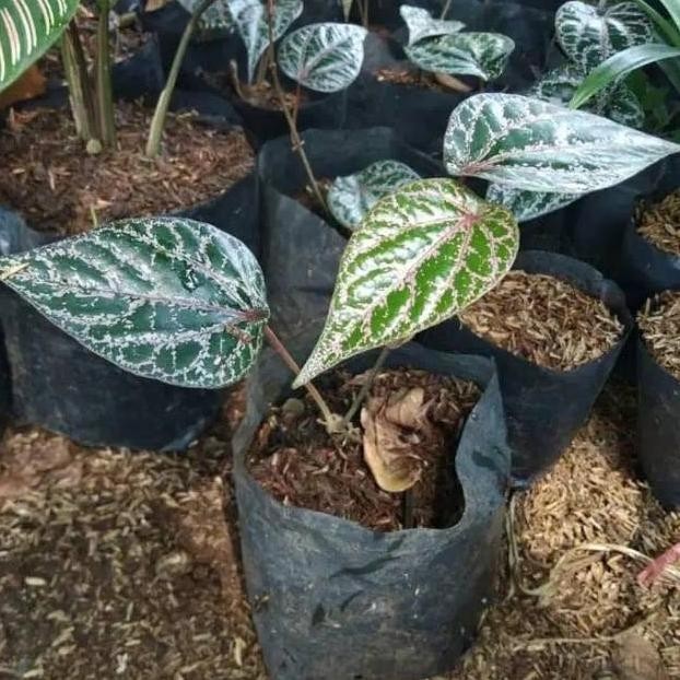 

Terlaris Obral Bibit Pohon Daun Sirih Merah - Tanaman Rambat Herbal