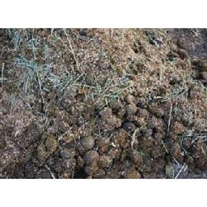 

Terlaris Ready Kohe - Pupuk Kandang - Kotoran Kambing Siap Pakai