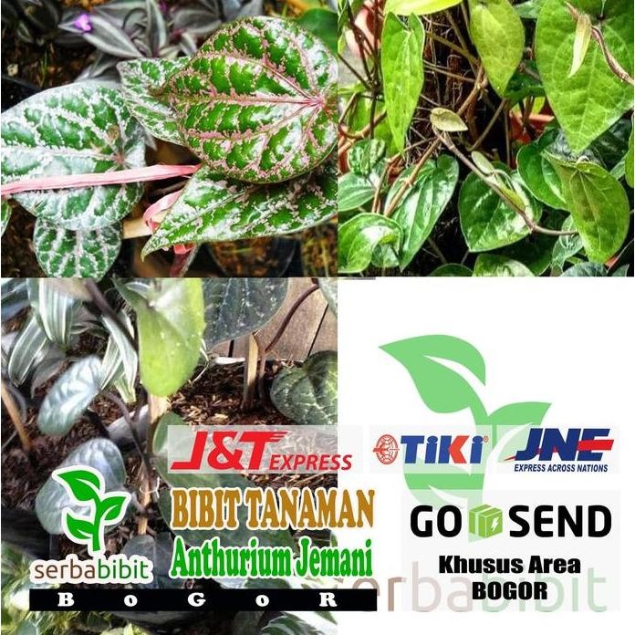

Terlaris Paket 3 Bibit Tanaman Daun Sirih Merah Hijau Hitam Pohon Obat Herbal