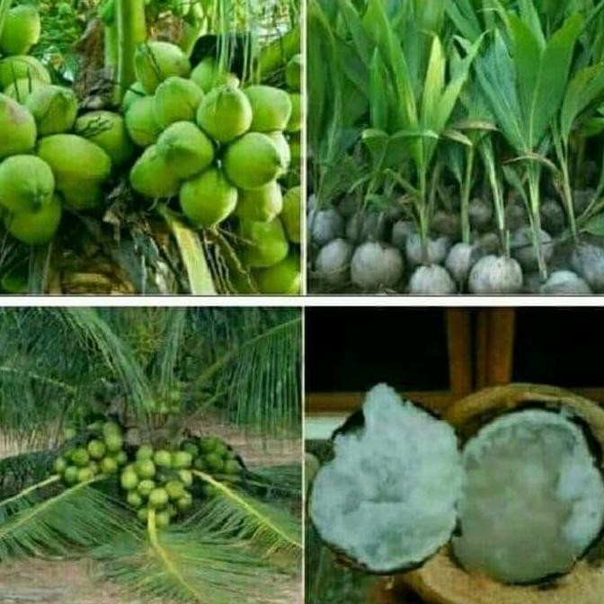 paket 3 bibit kelapa genjah entok, kopyor, wulung, gading, hibrida PREMIUM
