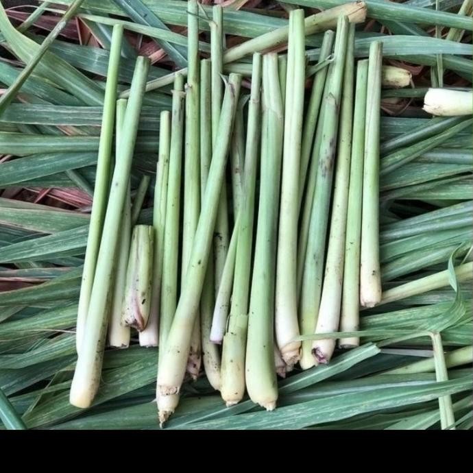 

Terlaris Tanaman Herbal Sereh Wangi , Sirih Wangi, Sereh Beureum Bibit Sereh Wangi