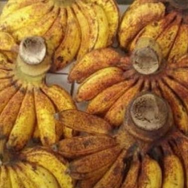

Terlaris Best Bibit Tanaman Buah Pisang Raja Sereh Pohon Pisang Raja Serehb Atv
