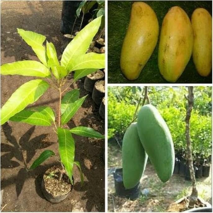 Bibit Tanaman Buah Mangga Golek India-Bibit Mangga Golek India PREMIUM