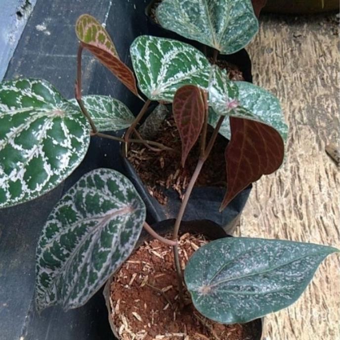 

Terlaris Bibit Sirih Merah / Suruh Merah / Sirih Wulung Tanaman H Okrexp 4234Sj