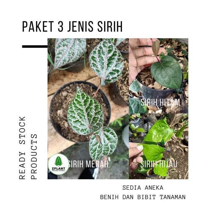 

Terlaris Paket 3 Bibit Tan Daun Sirih Merah Hijau Hitam Pohon Obat Herbal Viral