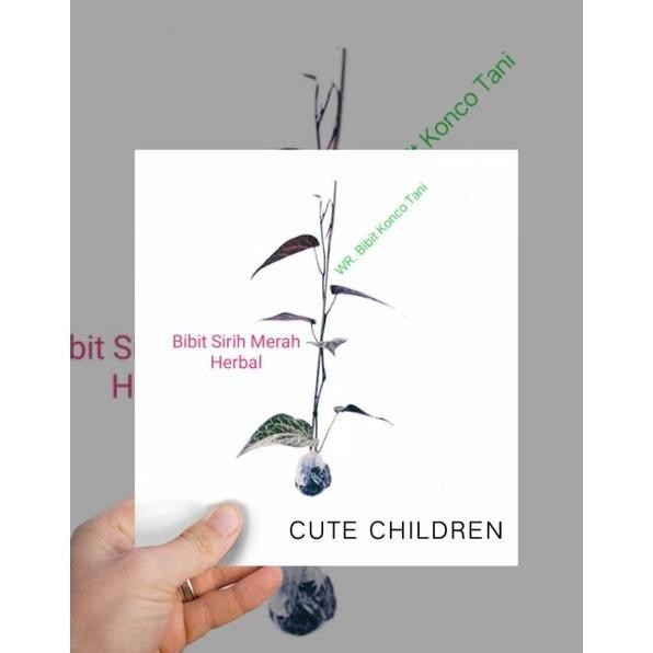 

Terlaris Bibit Sirih Merah Konco Tani ! Bibit Sirih Tanaman Herbal ! Daun Suruh Merah Herbal Segala Manfaat ! Bibit Herbal Sirih Merah Berkualitas