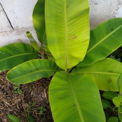 

Terlaris Bibit Pohon Pisang Raja Sereh 50Cm Cccc