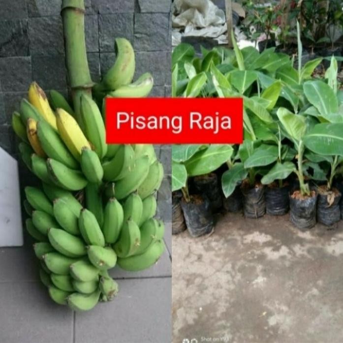 

Terlaris Bibit Pisang Raja Bulu Raja Sereh Kualitas , A At12
