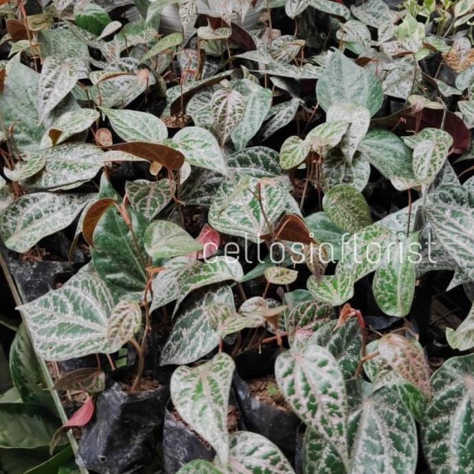 

Terlaris Tanaman Bibit Sirih Merah Tanaman Herbal Dan Toga Ijkxtb 1821Up