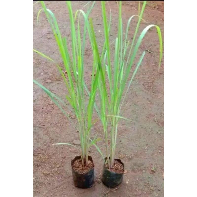 

Tanaman Sereh Sayur Penyedap Rasa