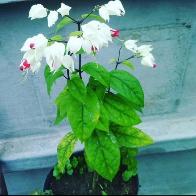 

Terlaris Bibit Tanaman Hias Nona Makan Sirih Putih/Pohon Daun Nona Makan Sirih