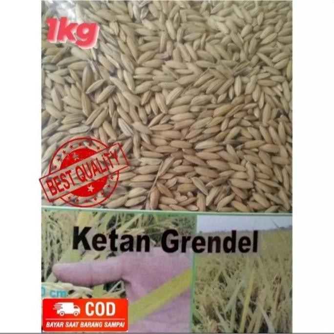 

Terlaris 1 Kg Benih Padi Ketan Putih Grendel Super Snp Garden Seed