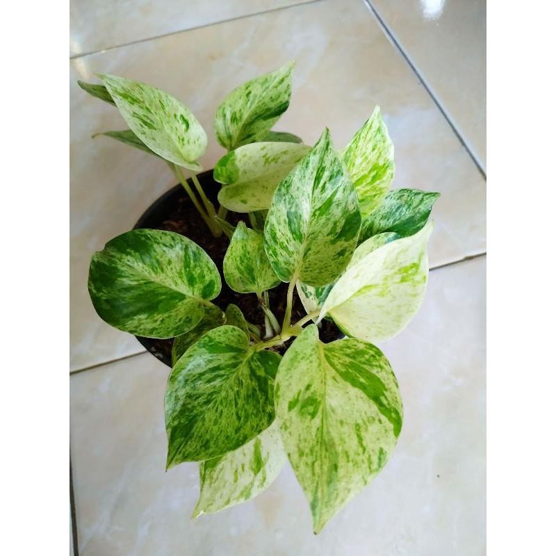 Tanaman Hias Sirih Gading Varigata (Sirih Putih)