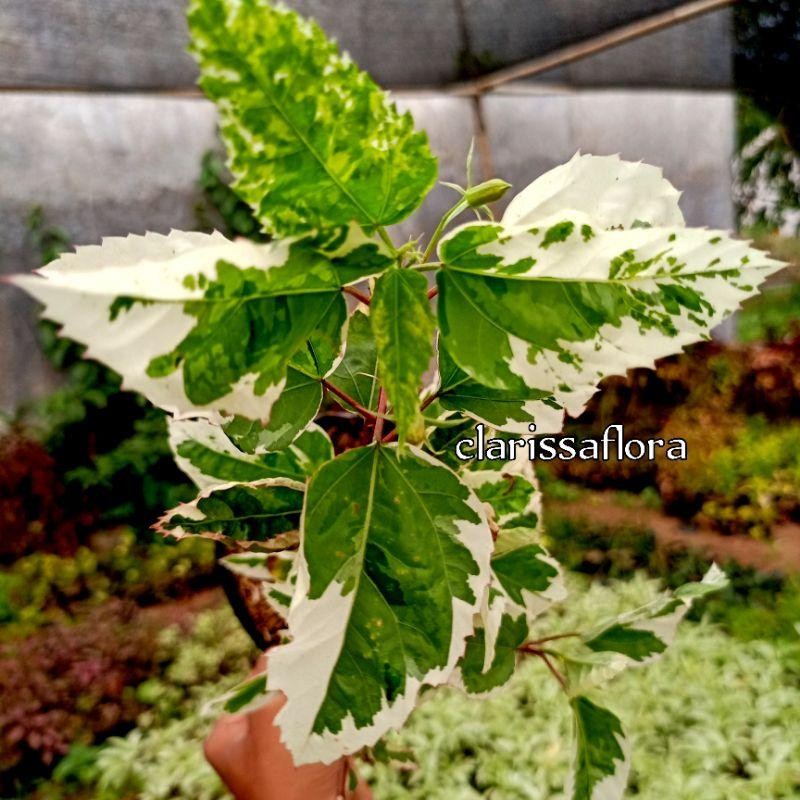Pohon Bunga Sepatu Variegata