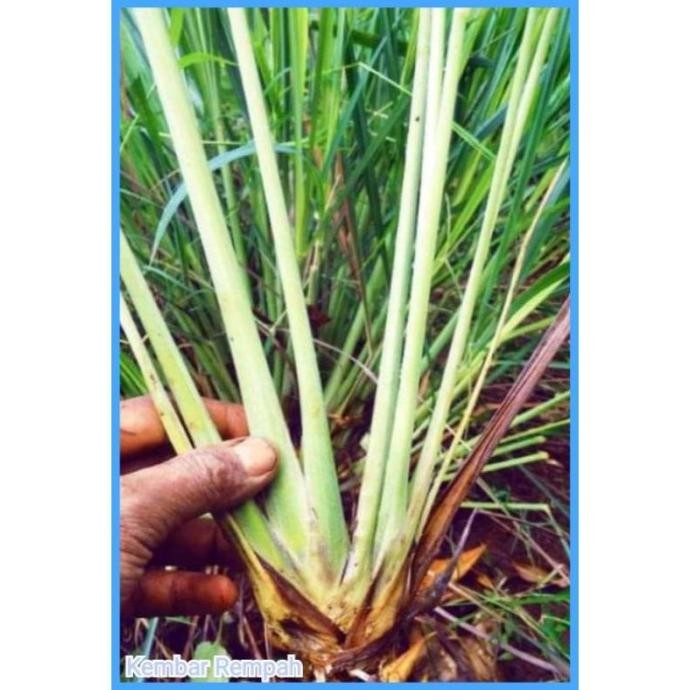 

Terlaris Bibit Sereh Putih ( Serai Putih)