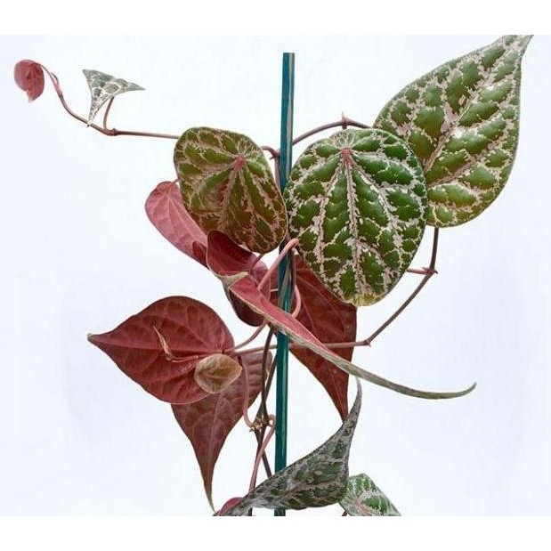 

Terlaris Beli 6 Gratis 1!! Bibit Sirih Merah Cutting Stek Isi 3 Cutting
