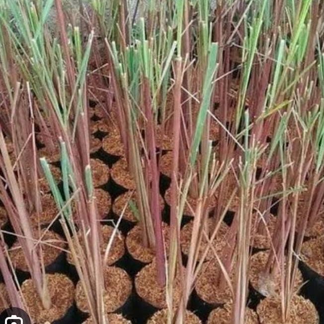 

Terlaris Bibit Pohon Sereh Super Rempah Termurah 1 Polibag