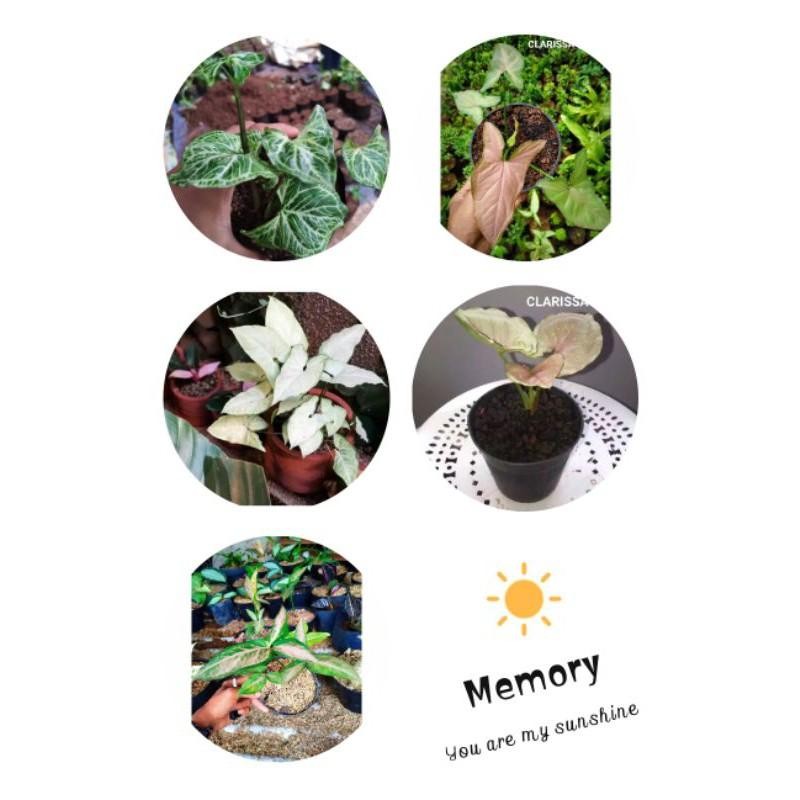 Paket 5 Jenis Untuk Pecinta Syngonium - Batik - Pink Original - Susu - Manggo - Kelinci Pink