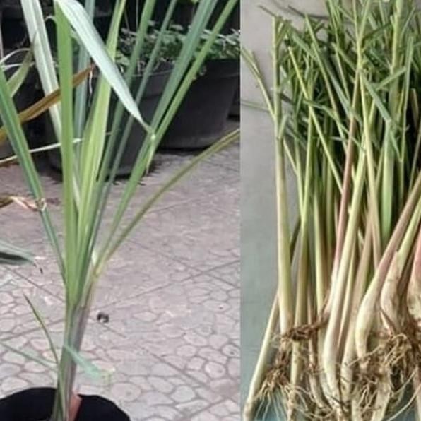 

Terlaris Dapatkan Bibit Tanaman Sereh Wangi Merah