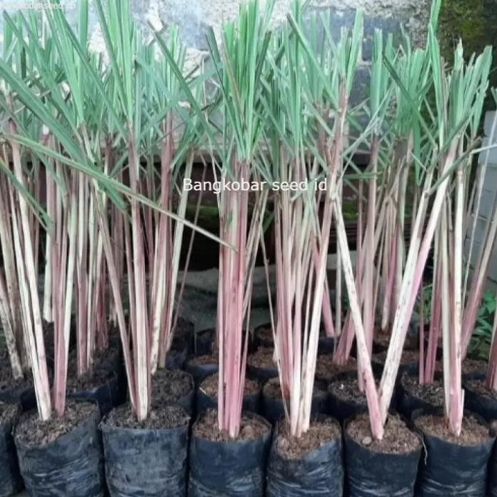 

Terlaris Bibit Tanaman Sereh / Serai Tanaman Rempah - Beli 3 Gratis 2