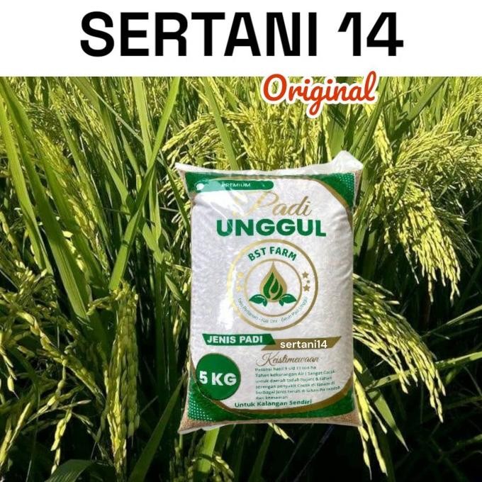 

Terlaris Termurah Benih Padi Bibit Padi Unggul Sertani 14 Kemasan 5Kg Ready Stock