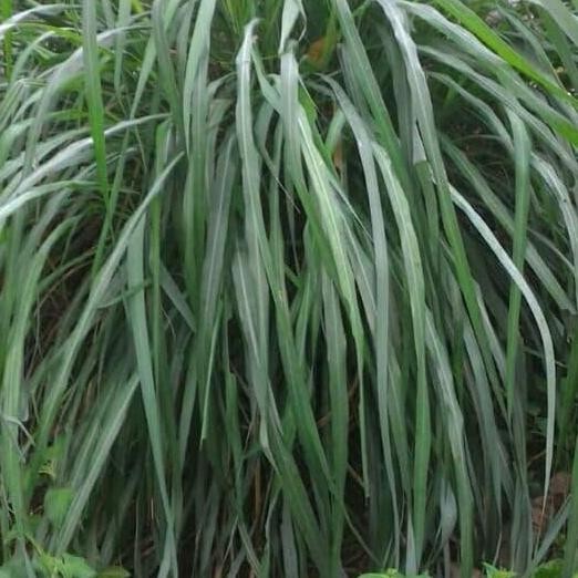 

Terlaris Bibit Daun Sereh Merah Wangi/Bibit Sereh Lanang/Daun Serai Antivirus