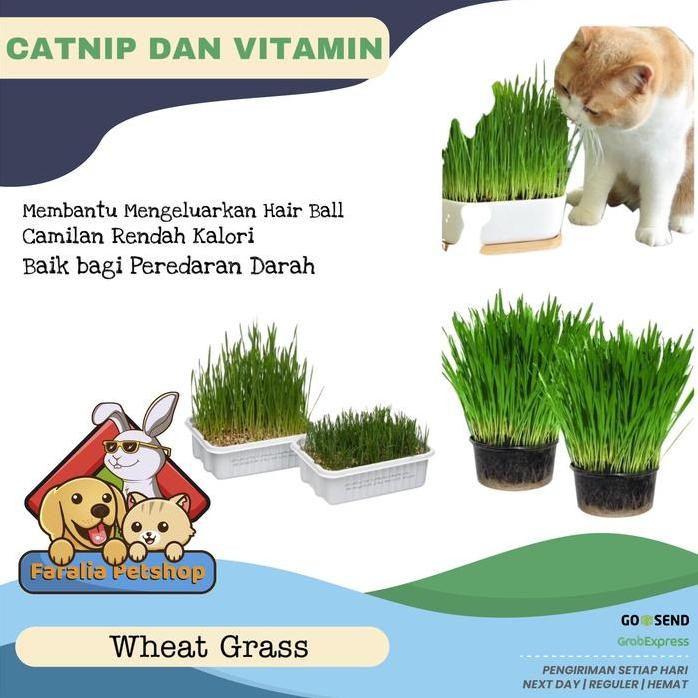 

Terlaris Bibit Benih Wheat Grass Rumput Biji Gandum Catgrass Cat 25G 50G 100G