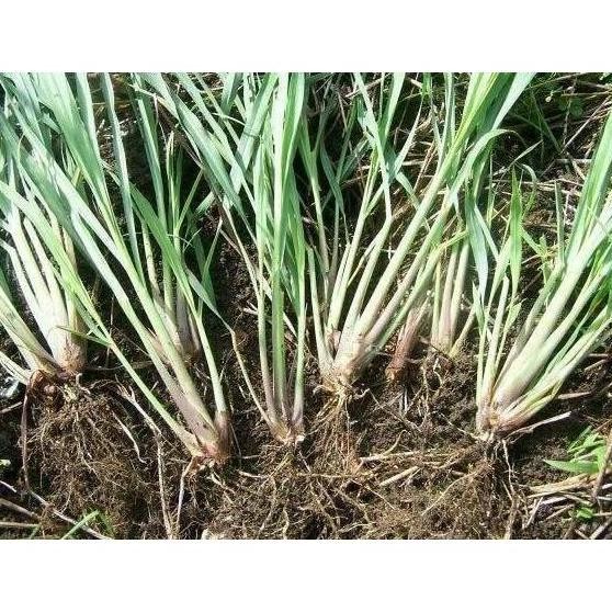 

Terlaris Promo 25 Bibit Serei Wangi/Sere/Sereh/Bahan Masak/Herbal