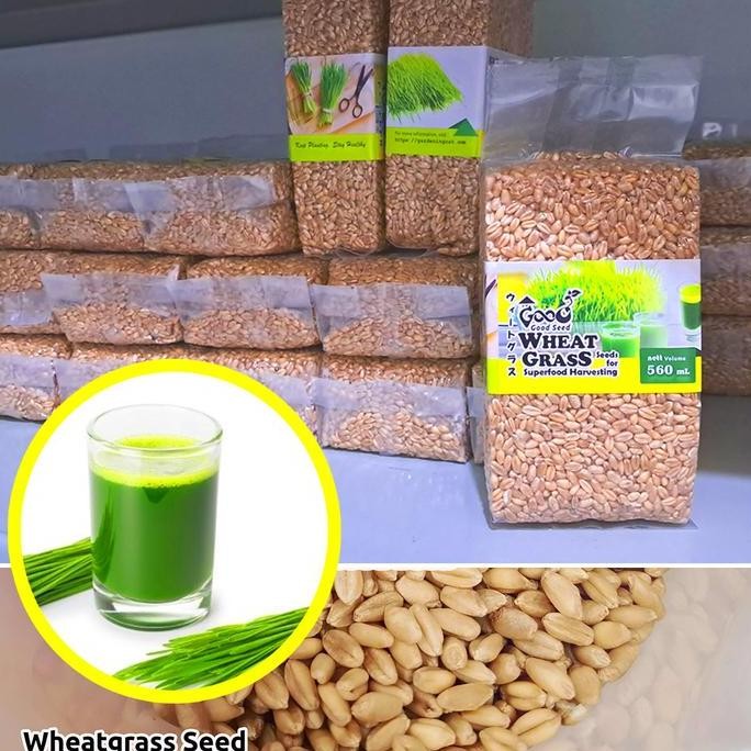 

Terlaris Bibit Wheatgrass Goodseed 560Ml, Benih Microgreen / Biji Rumput Gandum