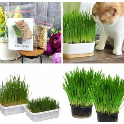 

Terlaris Gandum Mini 50 Gr Benih Rumput Gandum Wheat Grass Rumput Kucing