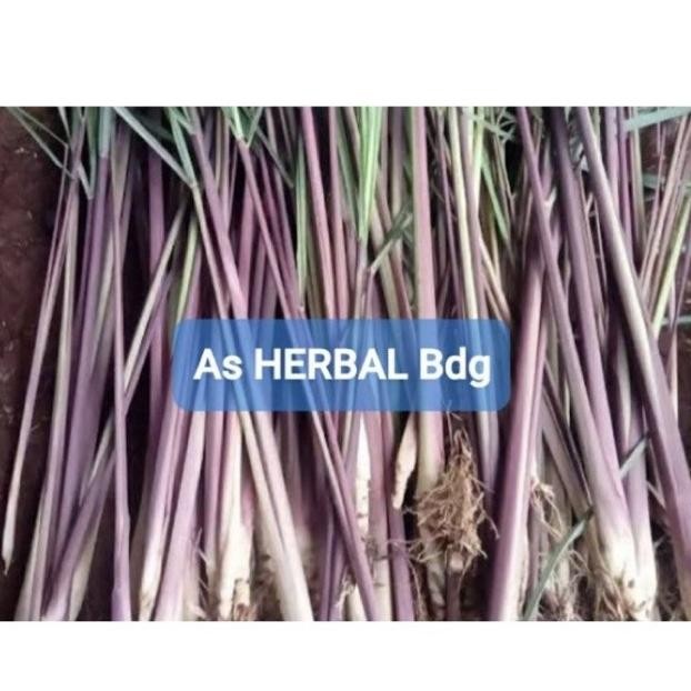 

Terlaris Bibit Sereh Wangi Sereh Merah Sereh Lanang 500 Gram Aktjrq 5063Kl
