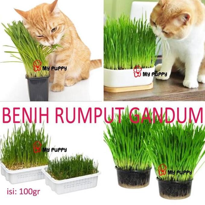

Terlaris Cat Wheat Seed - Benih Rumput Gandum Kucing 100Gr No Brand