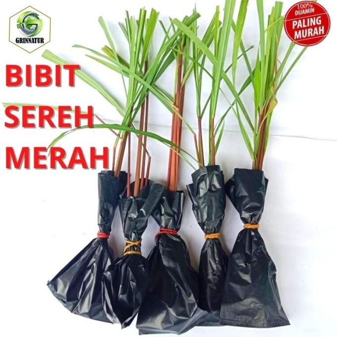 

Terlaris Bibit Sereh Merah Wangi Serai Tanaman Herbal