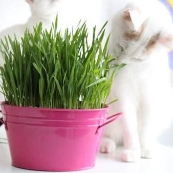 

Terlaris Biji Benih Rumput Gandum/Wheatgrass/Catgrass