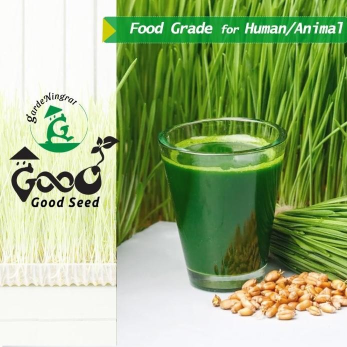 

Terlaris Benih Wheatgrass 1 Kg, Biji Rumput Gandum Kemasan Vakum Gardeningrat