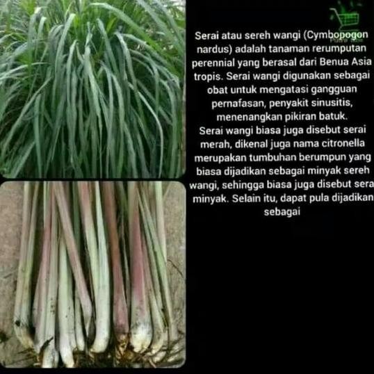 

Terlaris Bibit Tanaman Herbal Sereh Wangi