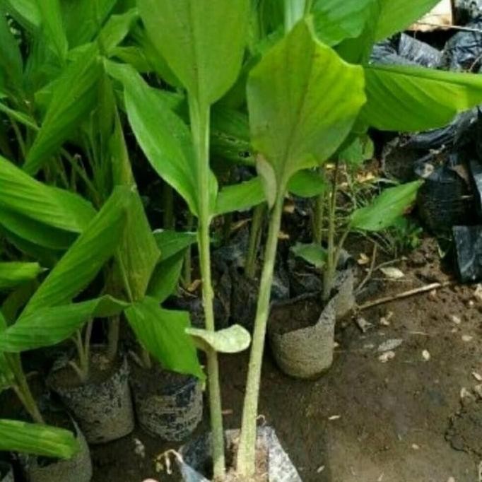 

Terlaris Bibit Tanaman Temulawak Herbal