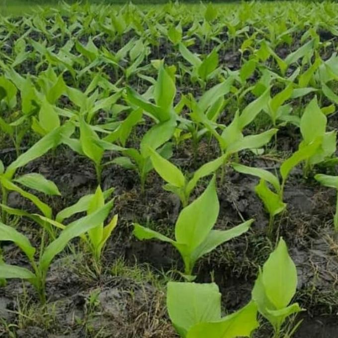 

Terlaris Bibit Tanaman Temulawak Temu Lawak Organik