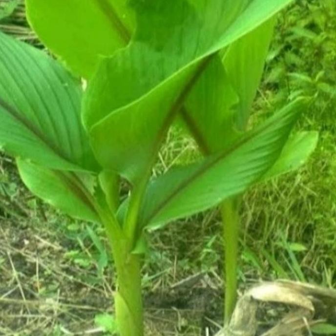 

Terlaris Bibit Tanaman Herbal Temulawak Siap Tanaman