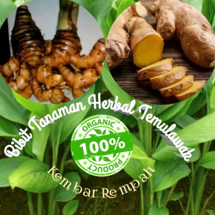 

Terlaris New-Bibit Tanaman Herbal Temulawak