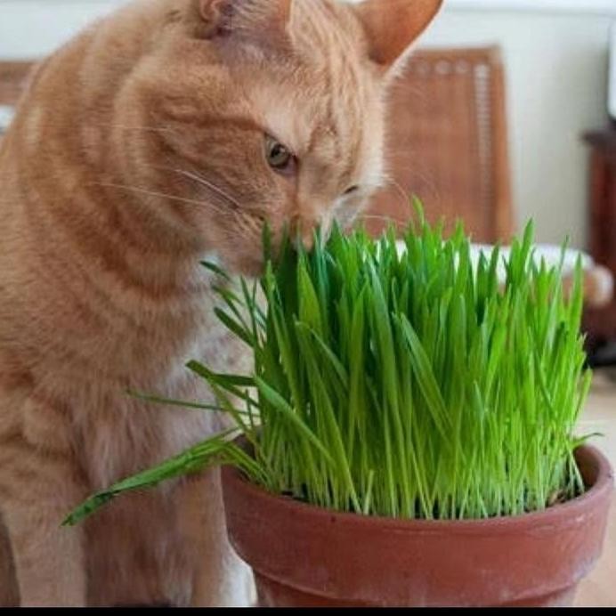

Terlaris Benih Wheatgrass 1 Kg Bibit Rumput Gandum Untuk Kucing Biji Wheatgrass