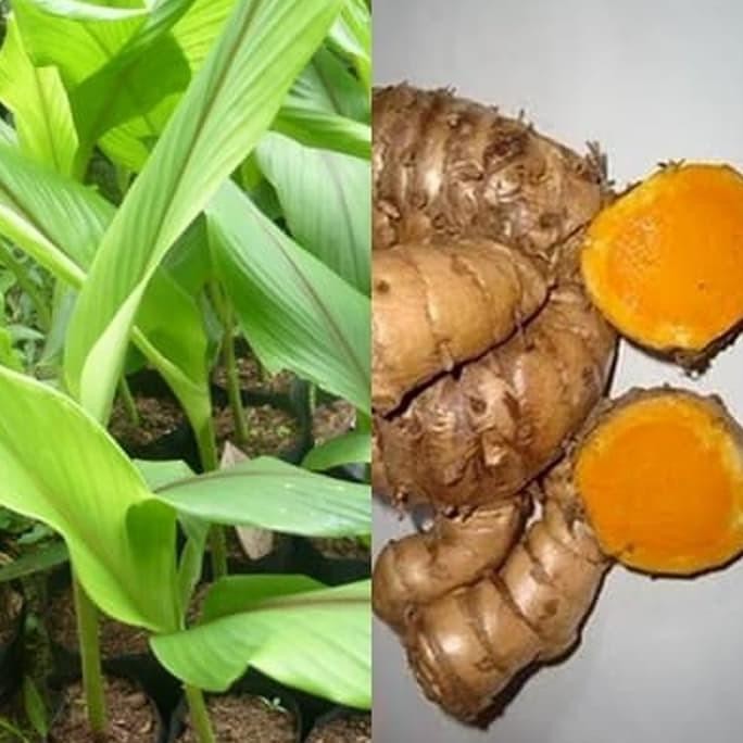 

Terlaris Bibit Tanaman Temulawak - Tanaman Kaya Manfaat - Beli 3 Gratis 1
