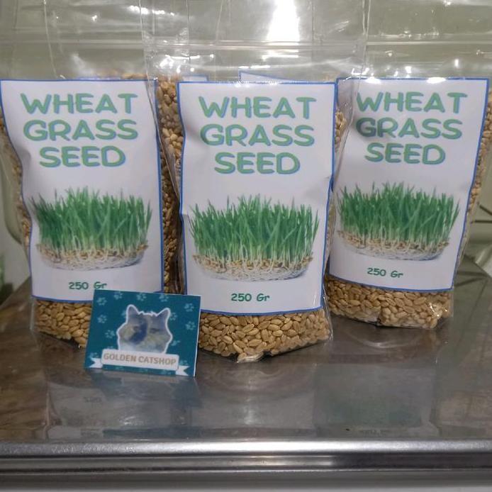 

Terlaris Benih Wheatgrass, Wheat Grass, Rumput Gandum, Benih Rumput Kucing