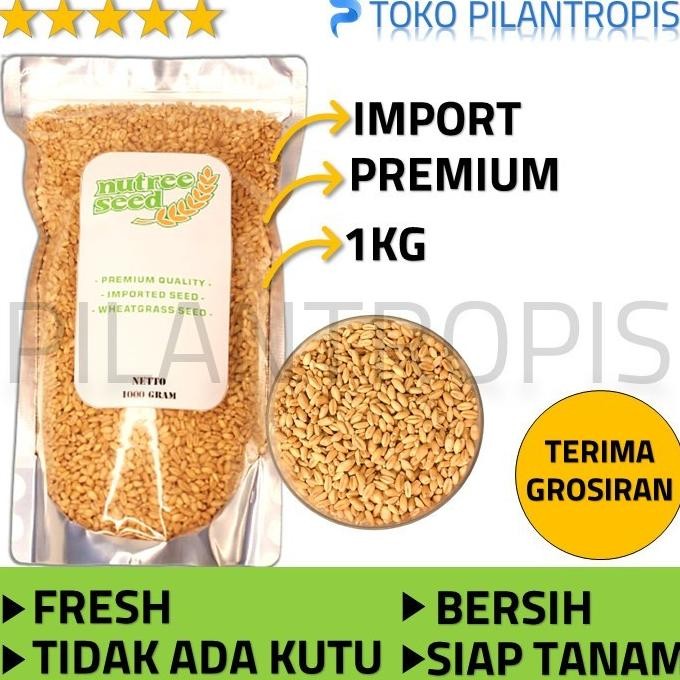 

Terlaris Am4N Grosir Benih Wheatgrass 1Kg Bibit Rumput Gandum Kucing Microgreen Seed