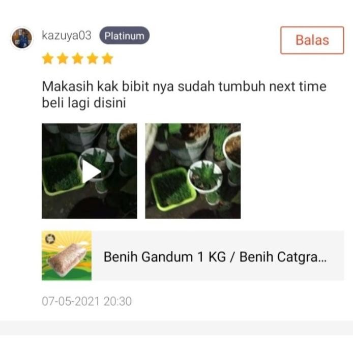 

Terlaris Gandum 500 Gr - Biji Wheatgrass Benih Catgrass Rumput Kucing Wheatgrass Rumput Diet