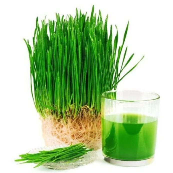 

Terlaris Benih Rumput Gandum 100 Gram Wheat Grass Seed Bobdge 2417Yf