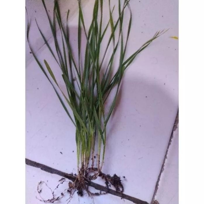 

Terlaris Biji Gandum Benih Rumput Gandum Utuh Kemasan 5 Kg Pawbte 3574Em