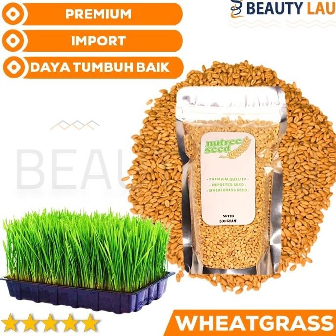 

Terlaris Benih Wheatgrass 500Gr Bibit Rumput Gandum Biji Cat Grass Microgreen