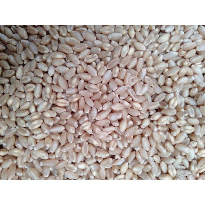 

Terlaris 50 Kilogram Gandum Import - Benih Bibit Gandum Berkualitas