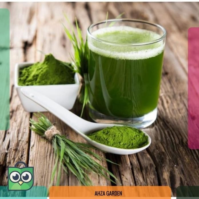 

Terlaris (Isi 22) Benih Wheat Grass Rumput Gandum - Biji Bibit Elegan